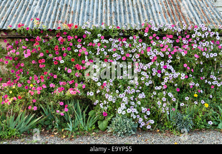 Nelle petunie cresciuto contro un muro, REGNO UNITO Foto Stock