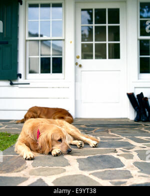 Due golden retriever cani riposo dalla porta anteriore del case Foto Stock