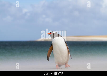 Pinguino Gentoo sulla spiaggia di Isola più deprimente nelle Falkland Foto Stock