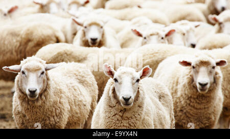 Allevamento di bestiame, allevamento di ovini Foto Stock