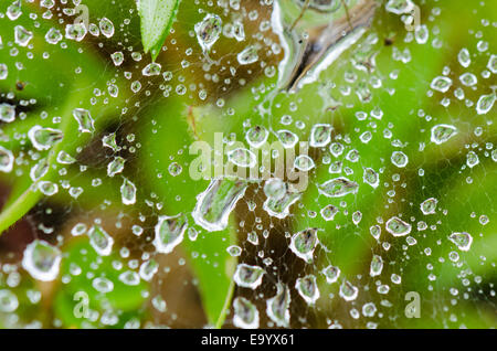Close up top view gocce di rugiada su spider web in erba di Wolf spider Foto Stock