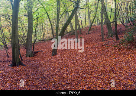 Buckinghamshire, UK, 4 novembre 2014. Arriva l'autunno a Burnham Beeches, siti di particolare interesse scientifico (SSSI), una riserva naturale nazionale (NNR) ed Europea zona speciale di conservazione (SAC). E SSSIs NNRs sono protetti ai sensi del diritto britannico e SACs sono anche protette in virtù della Comunità europea Direttiva Habitat. Di proprietà della City of London Corporation dal 1880, faggi coprire 220 ettari e sono noti per la antica faggio e quercia pollards. Credito: Stephen Chung/Alamy Live News Foto Stock