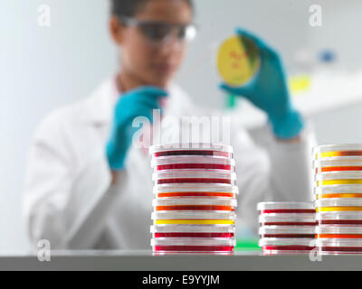 Donna scienziato esaminando colture microbiologiche in capsula di petri in laboratorio di microbiologia Foto Stock