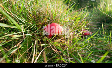 Carmarthenshire,Galles, UK. Martedì 4 novembre 2014. Vermiglio waxcap (Hygrocybe miniata) funghi che crescono in campo erboso su una collina gallese farm. Fine secco meteo pomeriggio segue alternando docce e periodi soleggiati nel raffreddatore in precedenza parte della giornata. Credito: Kathy deWitt/Alamy Live News Foto Stock