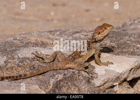 Starred AGAMA lizard, 'laudakia stellio ciriaca', unico per la biodiversità cipriota. Foto Stock