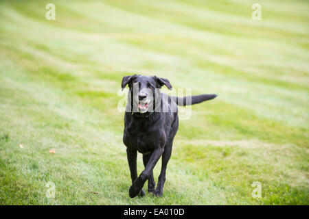 Ritratto di labrador nero Foto Stock