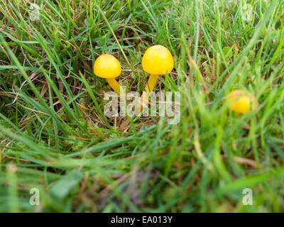 Fungo con gambo giallo (Hygrocybe chlorophana) che cresce in un campo erboso in un'azienda agricola gallese situata sulle colline del Carmarthenshire, Galles, Regno Unito KATHY DEWITT Foto Stock