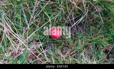 Carmarthenshire,Galles, UK. Martedì 4 novembre 2014. Vermiglio waxcap (Hygrocybe miniata) funghicoltura in campo erboso su una collina gallese farm. Un bel pomeriggio secco segue alternando docce e periodi soleggiati nel raffreddatore in precedenza parte della giornata. Credito: Kathy deWitt/Alamy Live News Foto Stock