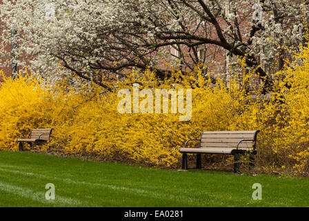 Coltivazione e Bradford Pear Tree blooming Foto Stock