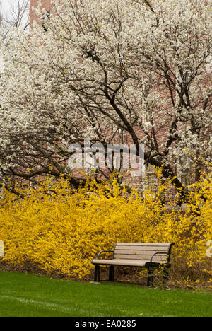 Coltivazione e Bradford Pear Tree blooming Foto Stock