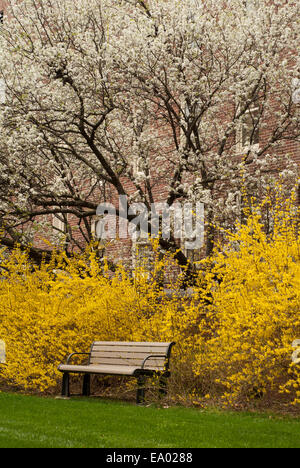 Coltivazione e Bradford Pear Tree blooming Foto Stock