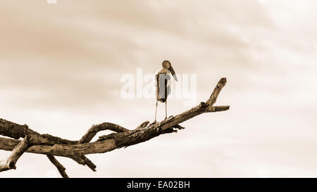 Asian Openbill (Anastomus oscitans) White Bird in piedi da solo sugli alberi che sono morti a causa della siccità, colore seppia Foto Stock