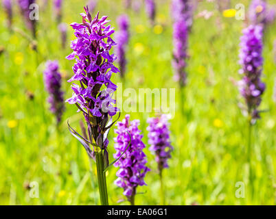 Inizio orchidea viola (Orchis mascula), Llanelli strada, Wales, Regno Unito Foto Stock