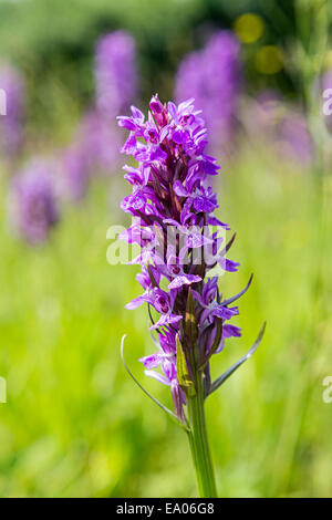 Inizio orchidea viola (Orchis mascula), Llanelli strada, Wales, Regno Unito Foto Stock