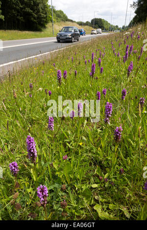 Inizio orchidea viola (Orchis mascula), Llanelli strada, Wales, Regno Unito Foto Stock