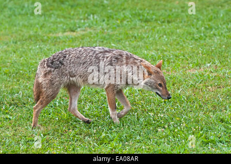 Golden Jackal (Canis aureus) Foto Stock