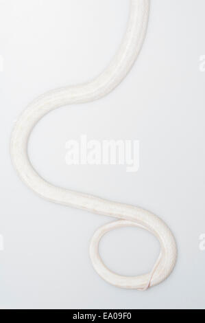 Neve, composto di mais morph snake, Pantherophis guttatus, Amelanistic + Anerythristic; intaglio con sfondo bianco Foto Stock