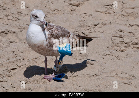 Gull con garbage bloccato sulla sua gamba su una spiaggia di Baja California Sur vicino a Todos Santos Foto Stock