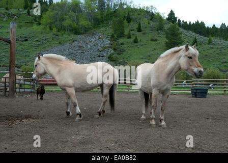 Fiordo norvegese cavalli al ranch nel Montana SW Foto Stock