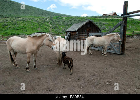 Fiordo norvegese cavalli al ranch nel Montana SW Foto Stock