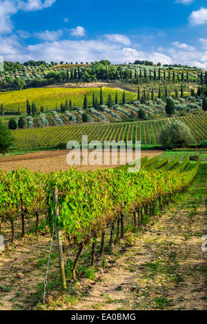 Piantagione di vigneti vicino a Montalcino in Toscana Foto Stock