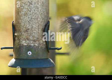 Nero capped Luisa (Poecile atricapillus) lo sbarco su un uccello alimentatore. Foto Stock
