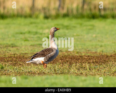 Oca Graylag [Anser anser] camminando per aprire l'erba verde campo. Foto Stock