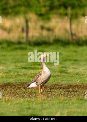 Oca Graylag [Anser anser] camminando per aprire l'erba verde campo. Foto Stock