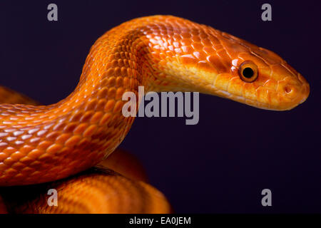 Dione il biacco / Elaphe dione Foto Stock