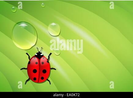 Vector coccinella sul bagnato a foglia verde, eps10 vettore, trasparenza e un gradiente di maglie utilizzate Illustrazione Vettoriale