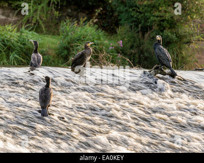 Cormorano selvatici [Phalacrocoracidae] pongono maestosamente sul bordo di sbarramenti Foto Stock