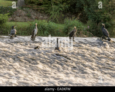 Cormorano selvatici [Phalacrocoracidae] pongono maestosamente sul bordo di sbarramenti Foto Stock