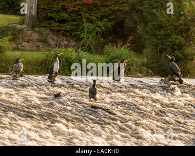 Cormorano selvatici [Phalacrocoracidae] pongono maestosamente sul bordo di sbarramenti Foto Stock