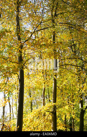 Sunlight through beech trees in the autumn. UK Foto Stock