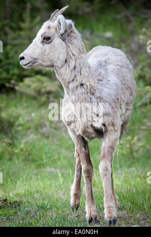 I capretti Bighorn, Alberta, il Parco Nazionale di Banff, Canada, America del Nord. Foto Stock