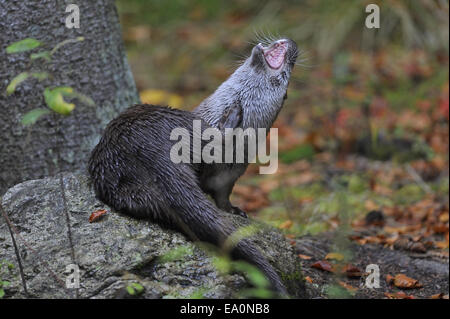 Lontra europea Foto Stock