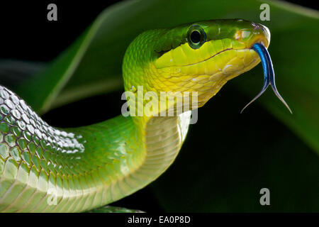 Red-tailed ratsnake verde / Gonyosoma oxycephalum Foto Stock