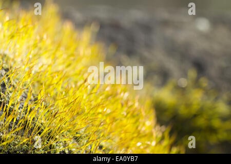 Moss (tortula muralis) Foto Stock