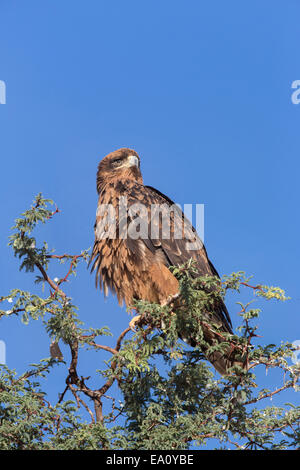 Bruno eagle (Aquila rapax), Kgalagadi Parco transfrontaliero, Sud Africa Foto Stock