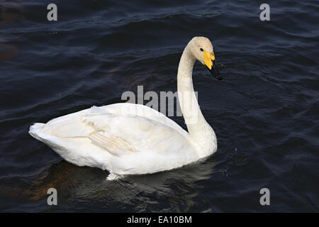 Bellissimo cigno bianco nuota in uno stagno. Foto Stock