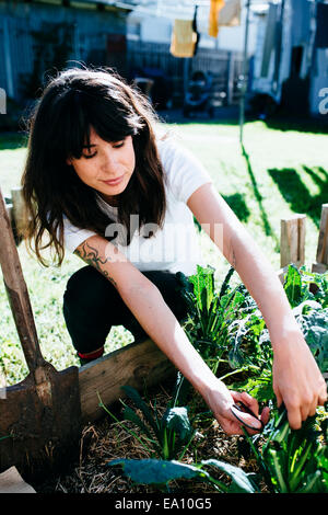 Donna raccolta homegrown kale in giardino Foto Stock