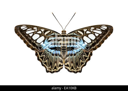 Blue tiger striped butterfly Foto Stock