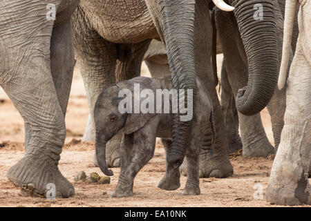 Elefante africano (Loxodonta africana) nuovo nato di vitello, Addo Elephant national park, Sud Africa Foto Stock