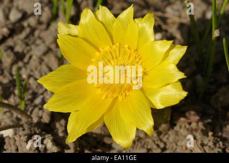 Occhio del fagiano Foto Stock