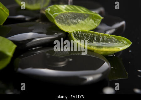 Fette di Aloe foglie con olio su pietra Foto Stock