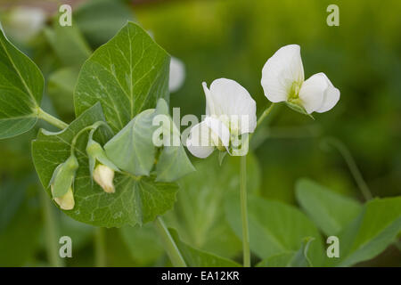 Il segnale di PEA, pisello, Erbse, Gartenerbse, Speiseerbse, Speise-Erbse, Palerbse, Pisum sativum, Pisum sativum subsp. sativum Foto Stock