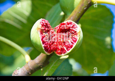 Mature figura sulla struttura ad albero Foto Stock