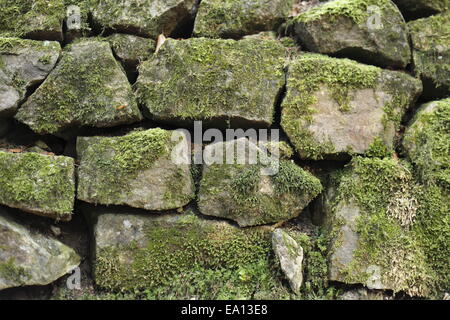 parete del muschio Foto Stock