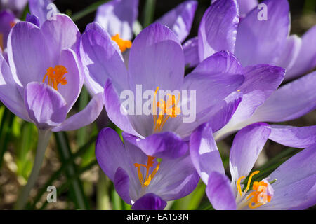 Woodland crocus, Tomasini's crocus, 'Tommies', Elfenkrokus, Elfen-Krokus, Krokus Dalmatiner, Krokusse, Crocus tommasinianus Foto Stock