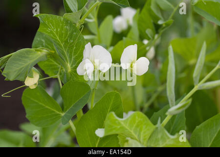 Il segnale di PEA, pisello, Erbse, Gartenerbse, Speiseerbse, Speise-Erbse, Palerbse, Pisum sativum, Pisum sativum subsp. sativum Foto Stock